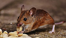 24 Hour & Emergency Exterminators in Duquesne Univ, PA
